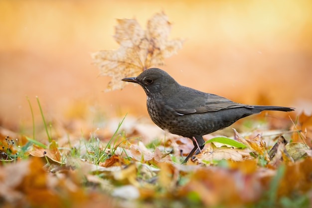 Merle noir femelle jetant des feuilles d'oranger dans le parc de l'automne