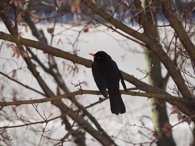 Merle noir nom scient Turdus merula animal oiseau