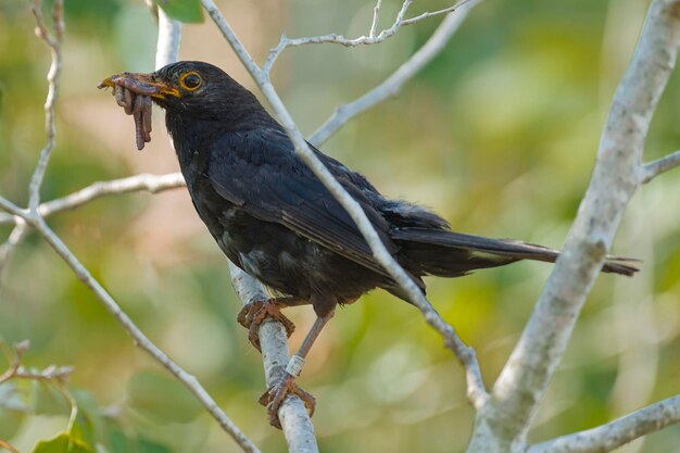 Merle noir Turdus merula Malaga Espagne