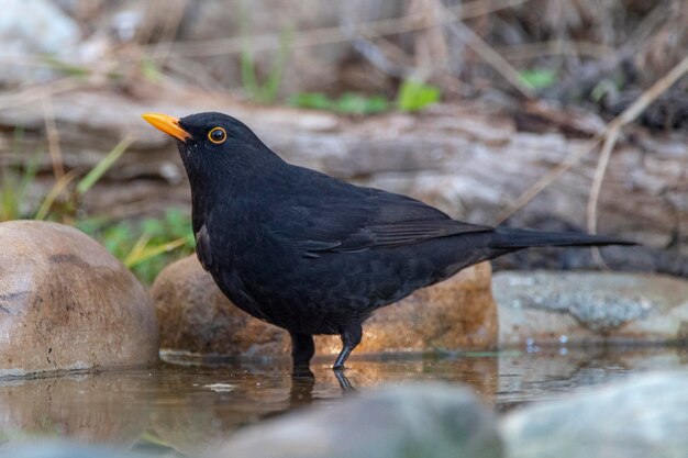 Merle noir Turdus merula Malaga Espagne