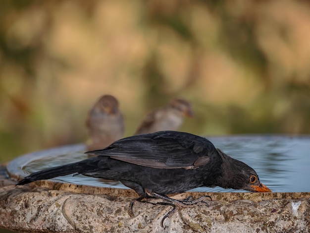 Merle noir (Turdus merula). Oiseaux buvant de l'eau.