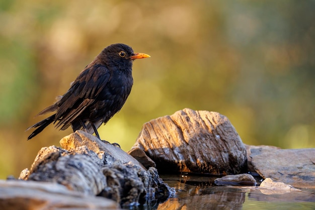 Merle noir Turdus merula