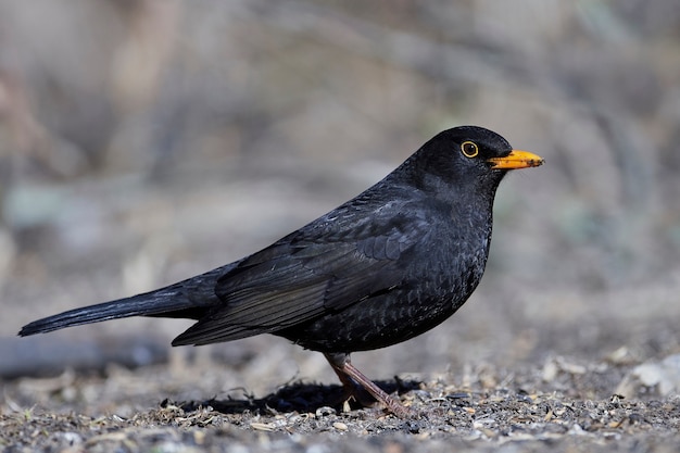 Merle noir (Turdus merula)