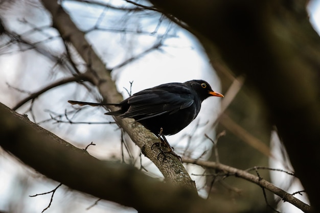 un merle perché sur une branche