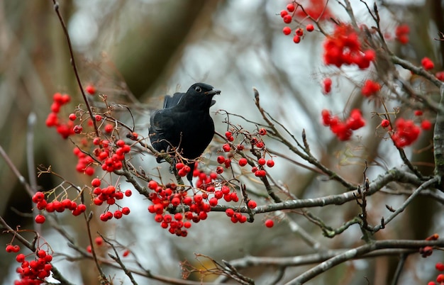 Merles se régalant de baies d'hiver