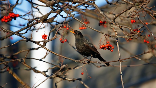 Merles se régalant de baies de rowan d'hiver