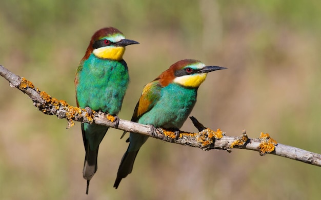 Merops apiaster beeeater européen Tôt le matin, une famille d'oiseaux est assis sur une vieille branche sèche