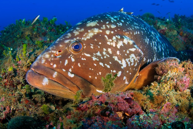 Mérou des îles Medes