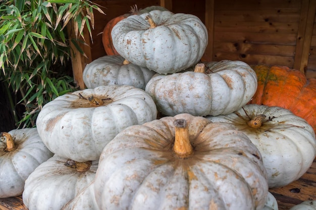 Merveille de citrouilles blanches et oranges