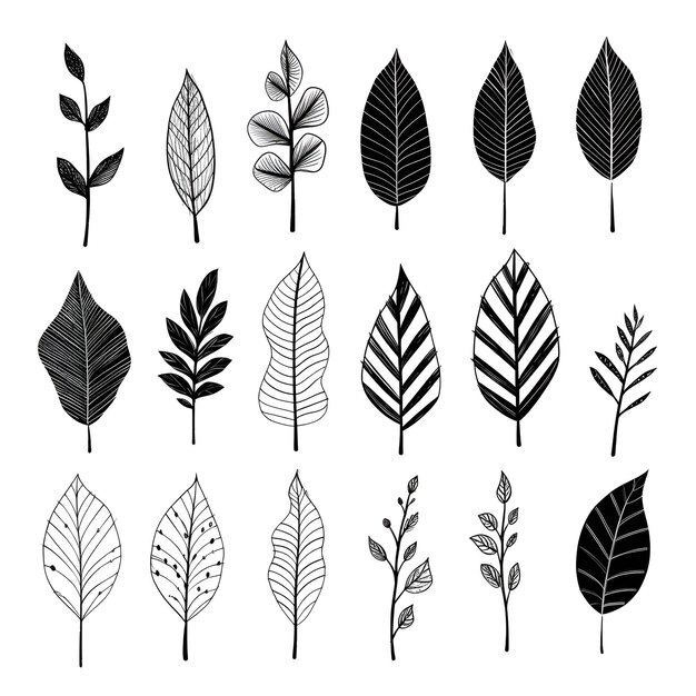 Des merveilles monochromes illustrant des feuilles noires et blanches