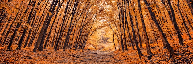 Une merveilleuse aube dans la forêt d'automne