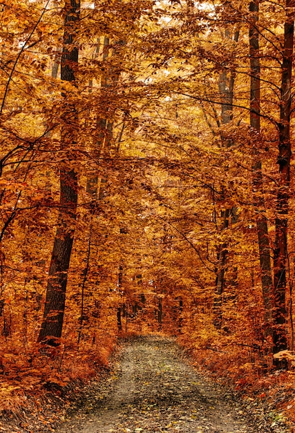 Une merveilleuse aube dans la forêt d'automne