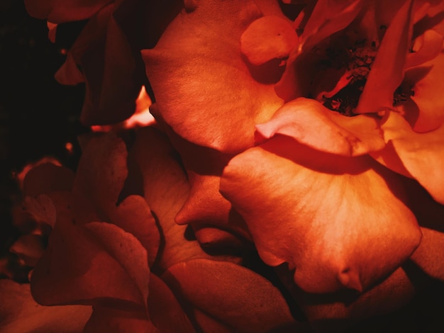 Merveilleuse fleur rose en fleurs au coucher du soleil fond de beauté florale