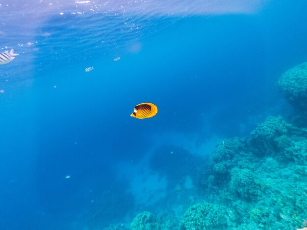 Merveilleuse vie sous-marine dans les récifs coralliens de la mer Rouge