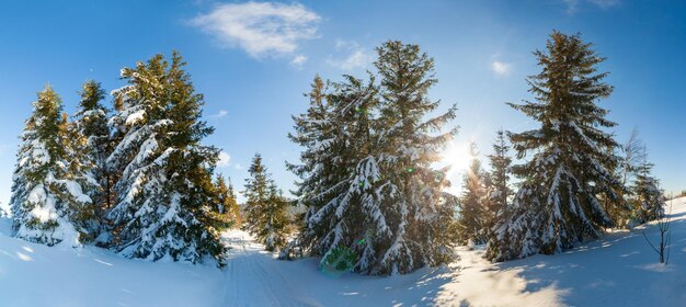 Merveilleusement majestueux paysage d'hiver rougeoyant par la lumière du soleil scène hivernale Carpates Ukraine Europe Beauté monde Bonne Année