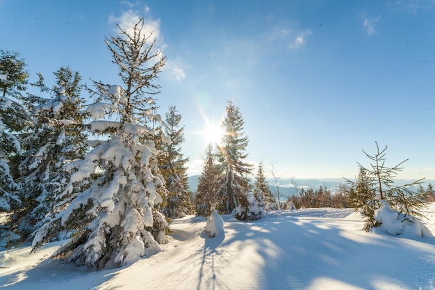 Merveilleusement majestueux paysage d'hiver rougeoyant par la lumière du soleil scène hivernale Carpates Ukraine Europe Beauté monde Bonne Année