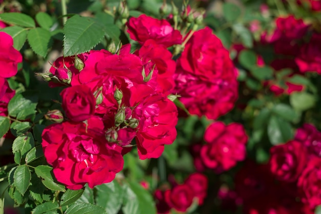 Merveilleuses belles roses rouges en fleurs sur un buisson dans le jardin Fond naturel