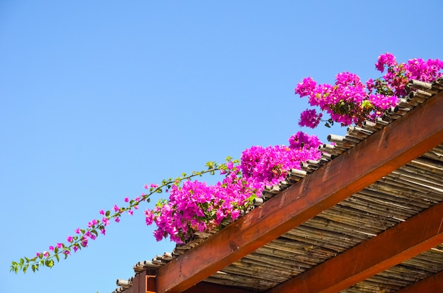 Merveilleuses fleurs trouvées en Grèce sur l'île