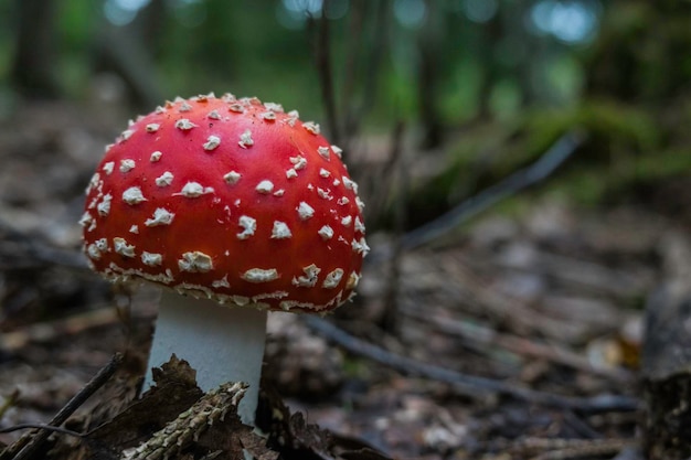 merveilleux agaric de mouche rouge avec beaucoup de points blancs dans le détail de la forêt