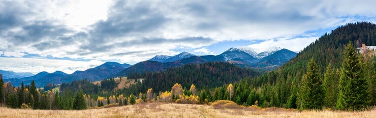 Photo merveilleux beau paysage avec forêt de montagnes et prairie avec des arbres dans les montagnes des carpates ukraine