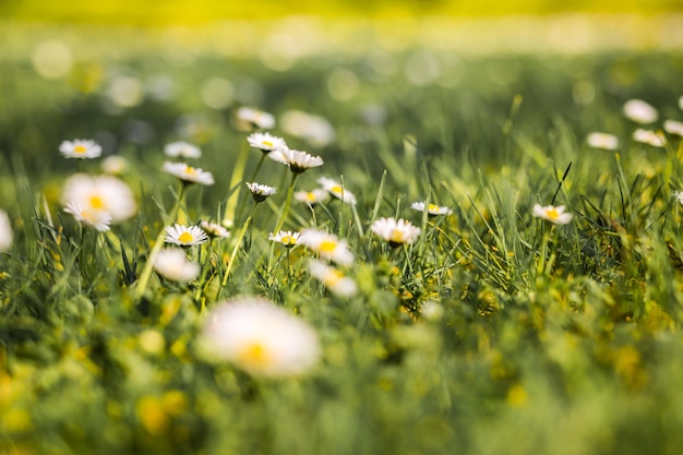 Merveilleux gros plan d'été, champ de fleurs de marguerite avec rayons de soleil et couleurs délicates sur fond flou