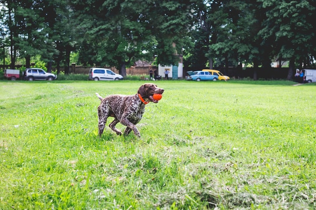 Un merveilleux jeune chien de race pointeur allemand fonctionnant sur l'herbe avec une balle dans ses dents