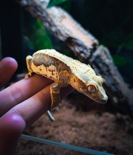 Mes beaux geckos à crête en terrarium