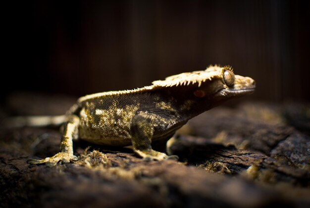 Photo mes beaux geckos à crête