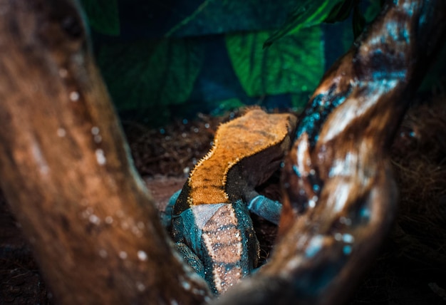 Photo mes beaux geckos à crête