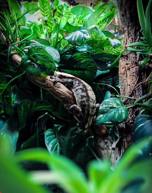 Photo mes beaux geckos à crête