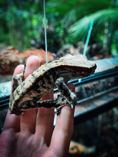 Photo mes beaux geckos à crête