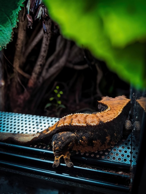 Photo mes beaux geckos à crête