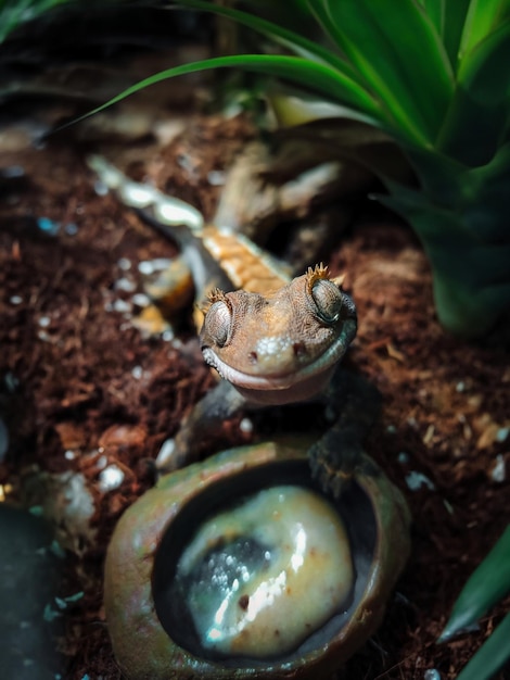 Photo mes beaux geckos à crête