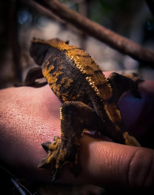 Photo mes beaux geckos à crête