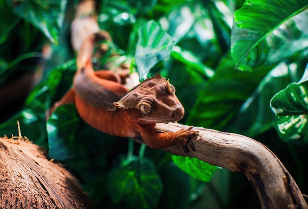 Mes beaux geckos à crête