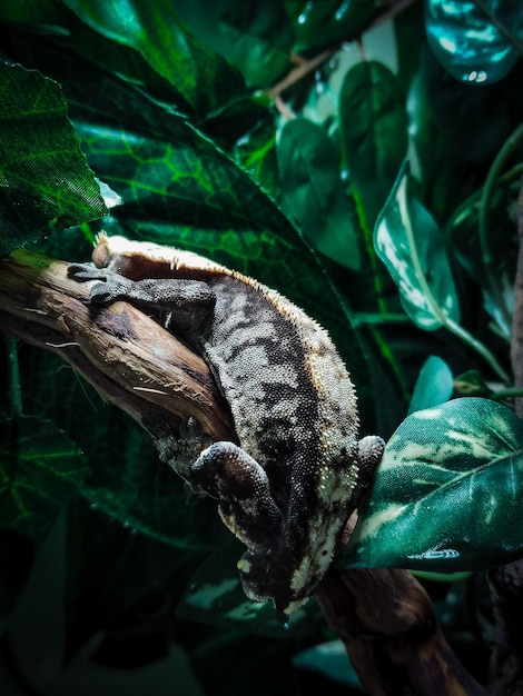 Mes beaux geckos à crête