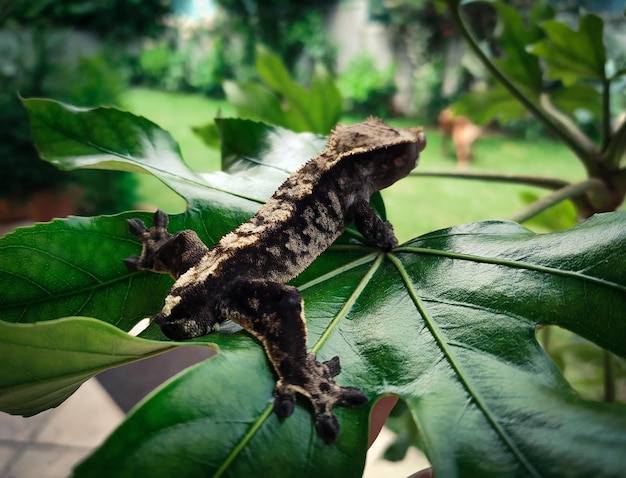 Mes beaux geckos à crête