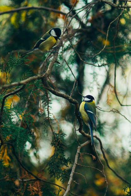 Mésange sur un arbre dans le parc d'automne