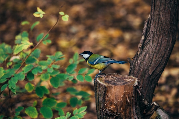 Mésange sur un arbre dans le parc d'automne