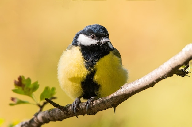 Mésange sur un arbre