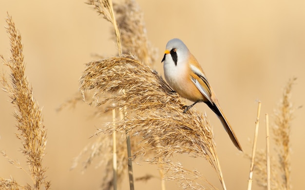 Mésange barbu assise sur un roseau