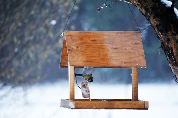 Mésange bleue affamée mangeant de la mangeoire à oiseaux de jardin