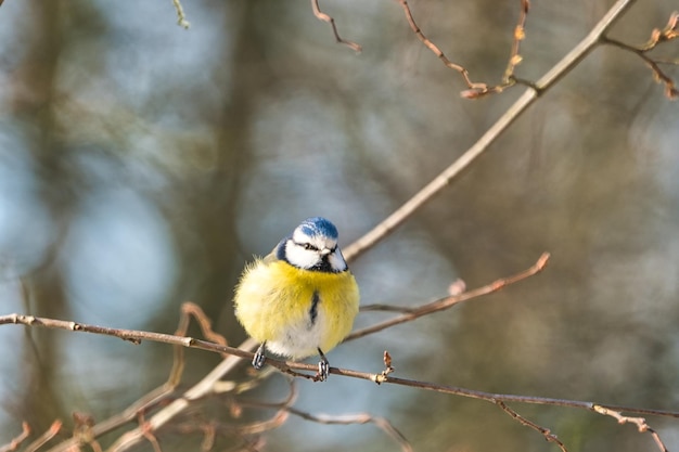 Une mésange bleue sur un arbre en hiver, journée froide et ensoleillée sans personne