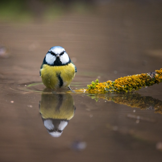 Mésange bleue assise sur un bâton.