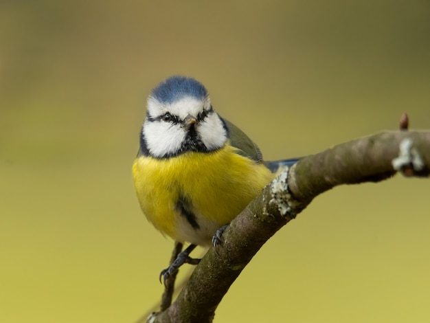 Mésange bleue assise sur une branche