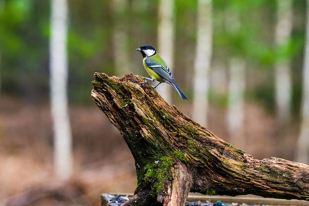 Mésange bleue assise sur une souche