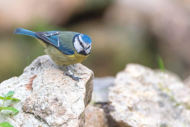 Mésange bleue Cyanistes caeruleus Malaga Espagne