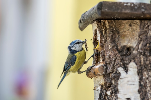 Mésange bleue dans un nichoir nourrissant ses petits de chenilles