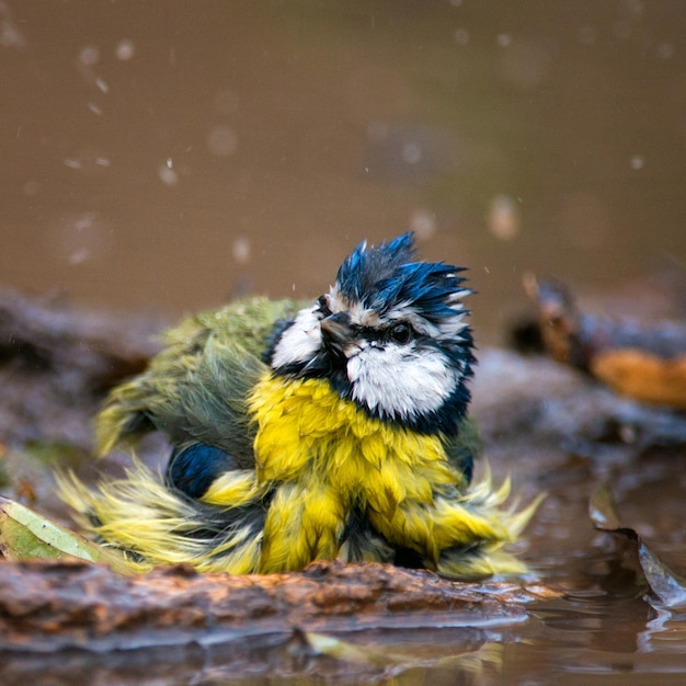 Mésange bleue éclaboussant dans l'eau.