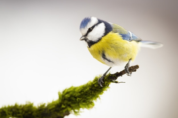 Mésange bleue eurasienne assis sur une branche moussue en hiver